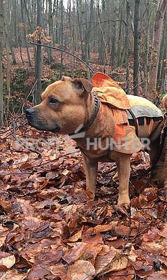 Ochranná vesta pro psa Rudel - staffbull - 4